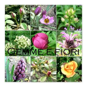 AROMATERAPEUTICKÝ OLEJOVÝ PARFÉM*MOCHUS °MUSK GERANIUM°  6 ml